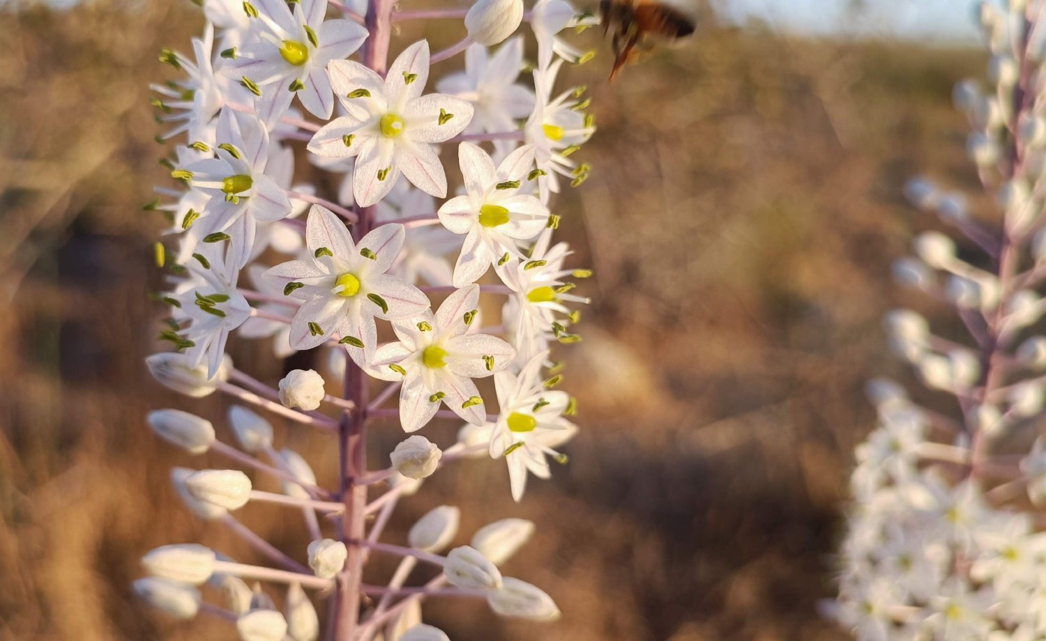 חצב, ועכשיו מקרוב