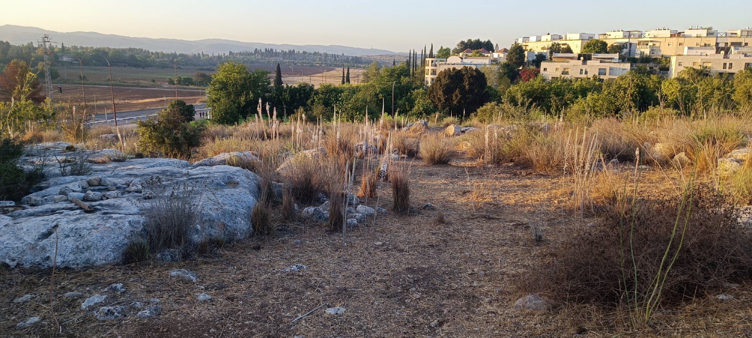 חצבים בגבעת התיתורה, ברקע שכונת הנחלים, מודיעין