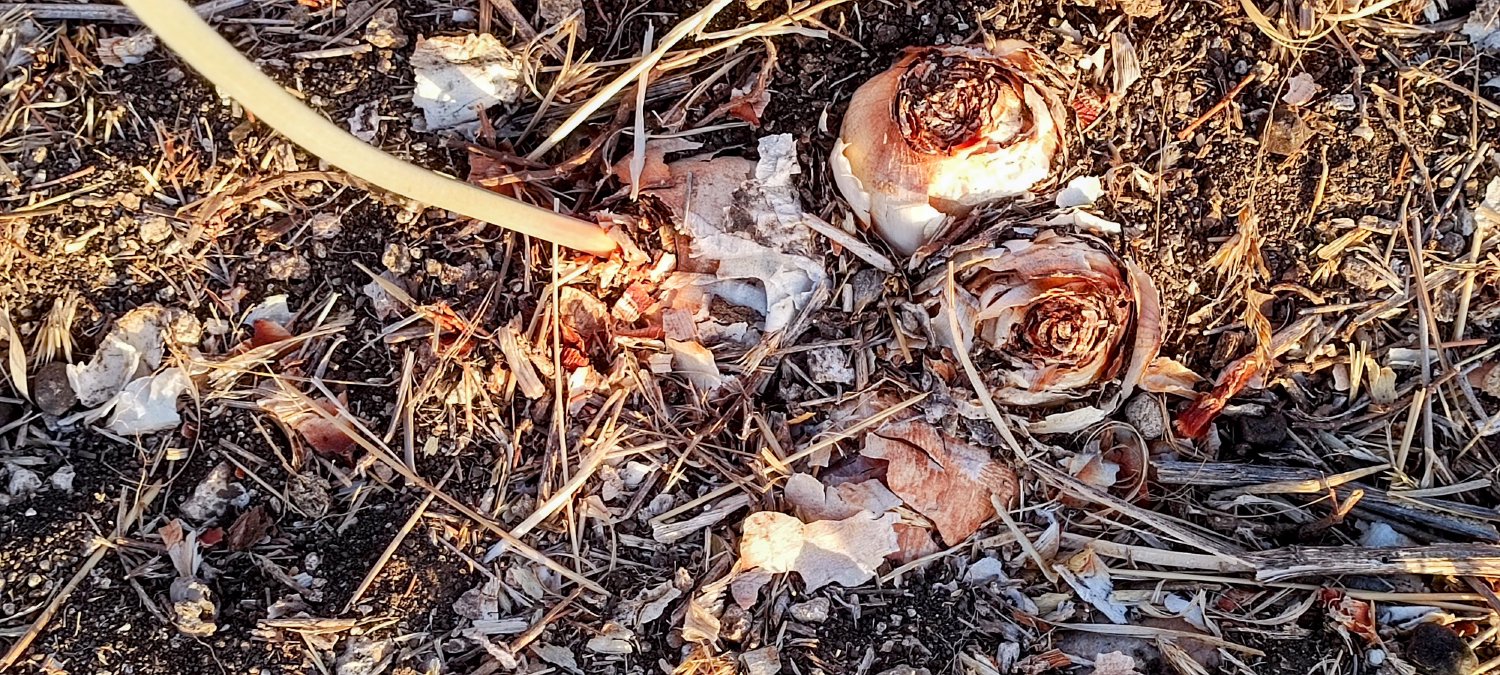 בצלי חצבים צפופים, מתוכם מגיח עמוד תפרחת בודד