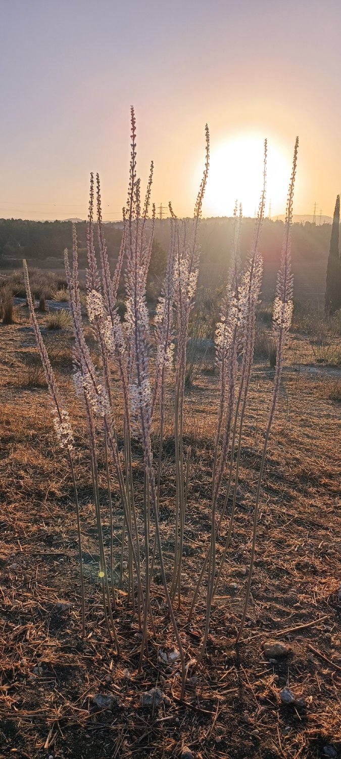 קבוצת חצבים, חצי שעה לאחר הזריחה