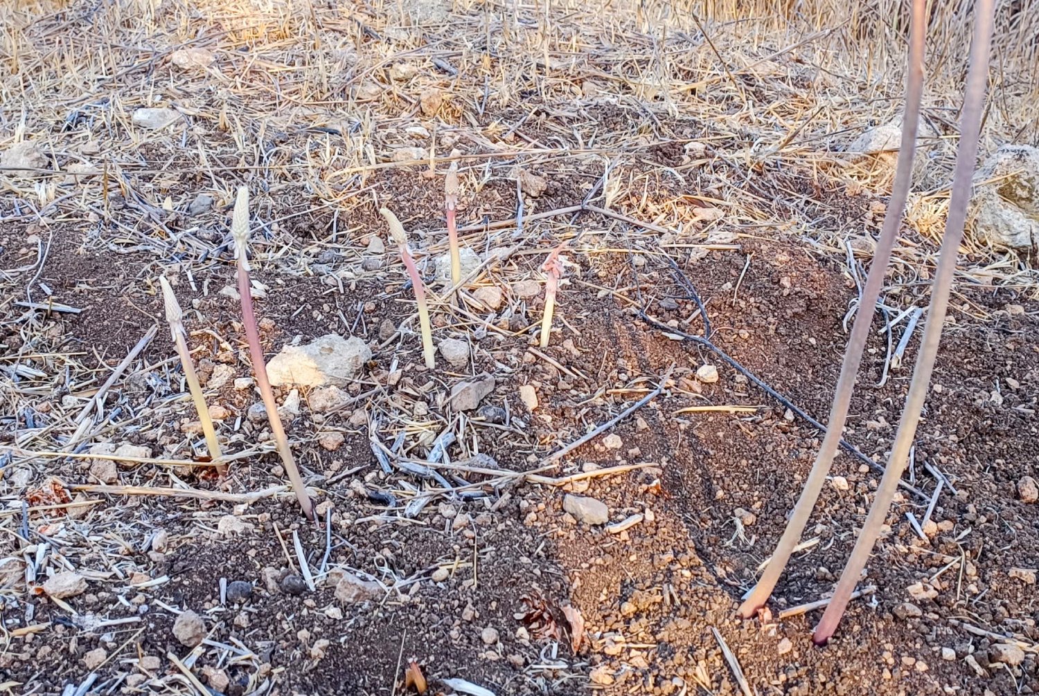 חצבים צעירים, שזה עתה הגיחו. שמרו עליהם!